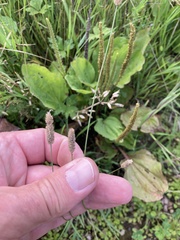 Phleum bertolonii