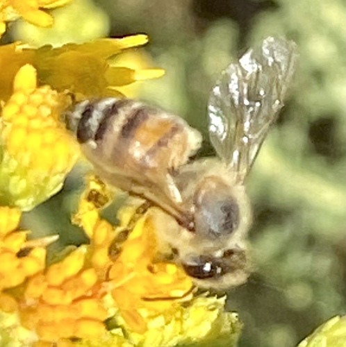 iNaturalist observation photo of Western Honey Bee
