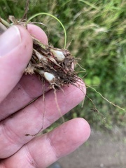 Phleum bertolonii