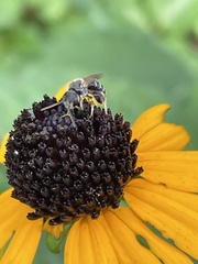 Halictus