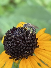 Halictus