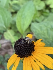 Halictus