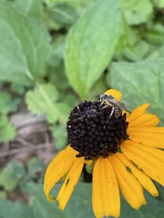 Halictus