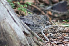 Junco hyemalis montanus