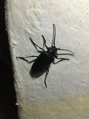 Prionus besikanus