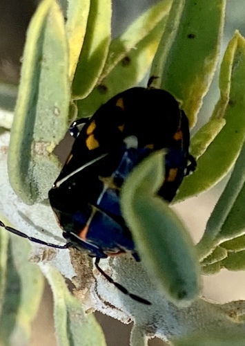 iNaturalist observation photo of Harlequin Bug
