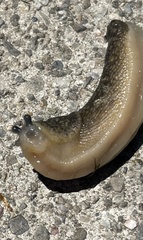 Limacus flavus