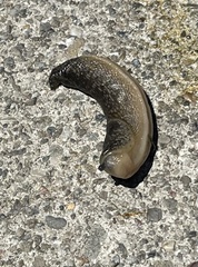 Limacus flavus