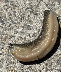 Limacus flavus