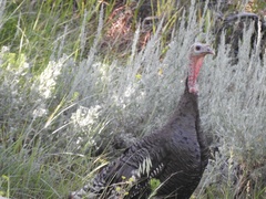 Meleagris gallopavo merriami