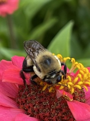 Bombus griseocollis