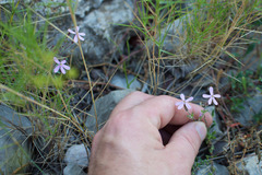 Saponaria ocymoides