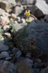 Linaria supina
