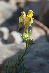 Linaria supina