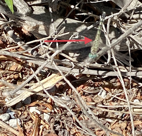 iNaturalist observation photo of Blue Dasher