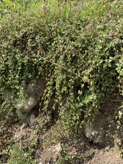 Thymus praecox polytrichus