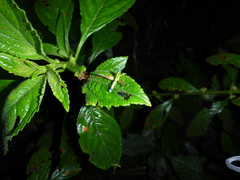 Eumastax
