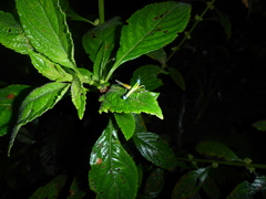 Eumastax