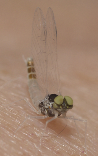 Cat-eye Small Minnow Mayfly