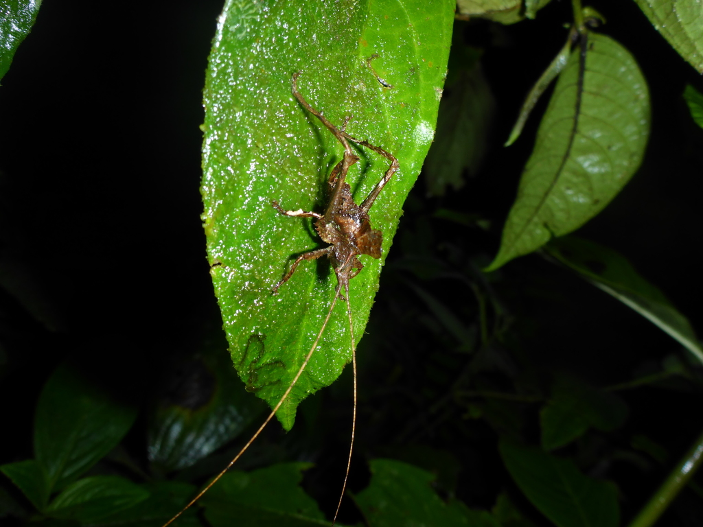 Typophyllum morrisi