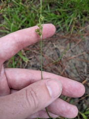 Juncus dichotomus