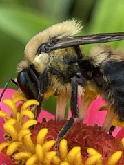 Bombus griseocollis