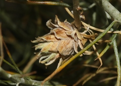 Rhopalomyia ericameriae