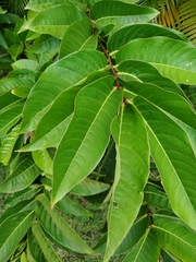 Magnoliopsida