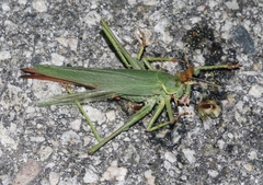 Capnobotes bruneri