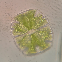 Micrasterias truncata