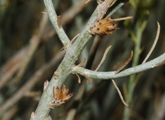 Rhopalomyia ericameriae