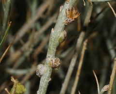 Rhopalomyia ericameriae
