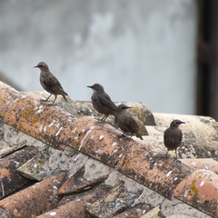 Sturnus unicolor