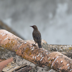 Sturnus unicolor