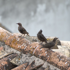 Sturnus unicolor