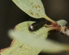 Periploca ceanothiella