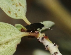 Periploca ceanothiella
