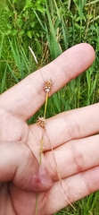 Carex lepidocarpa