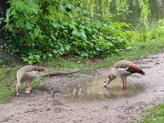 Alopochen aegyptiaca