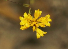 Lessingia glandulifera