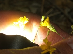 Lessingia glandulifera