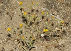 Lessingia glandulifera