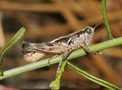 Melanoplus rileyanus