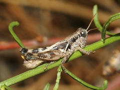 Melanoplus rileyanus