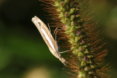 Agriphila latistria