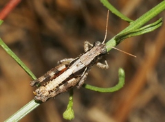 Melanoplus rileyanus