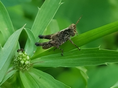 Acrididae