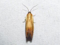 Eucosma umbrastriana