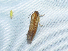 Eucosma umbrastriana