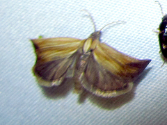 Eucosma umbrastriana